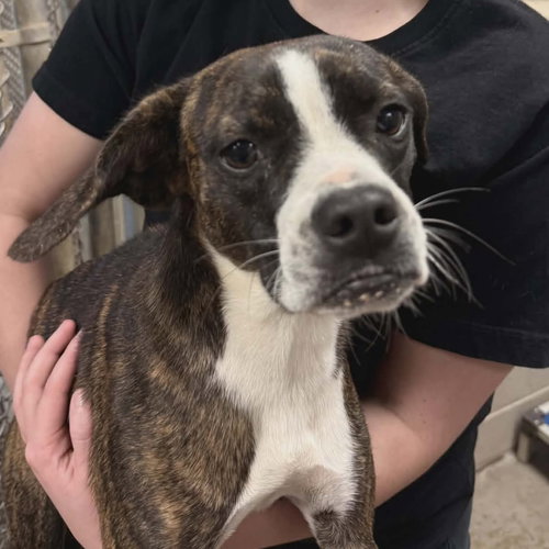 picture of the dog needing adoption