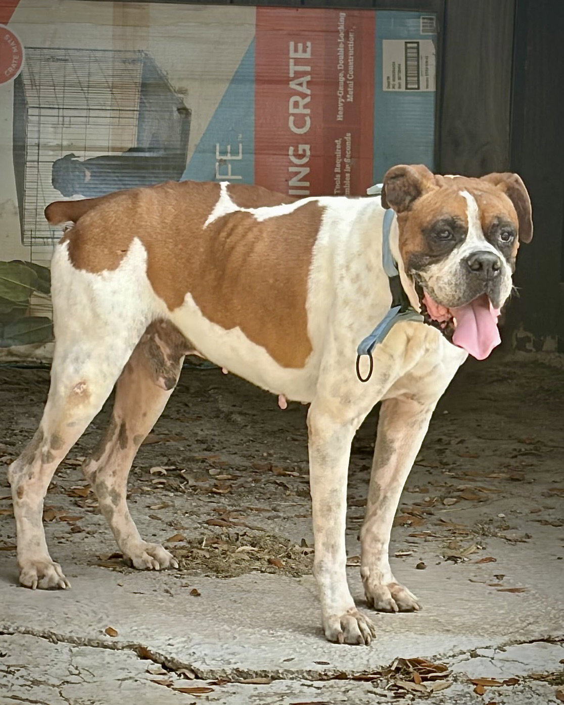 Archie