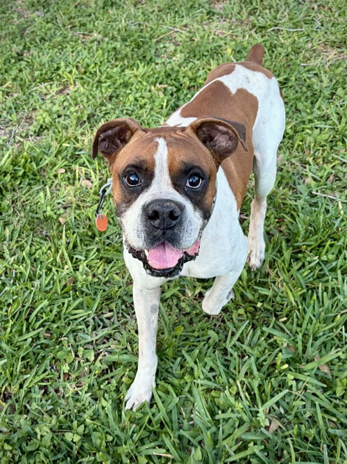 Archie, an adoptable Boxer in Monticello, NJ