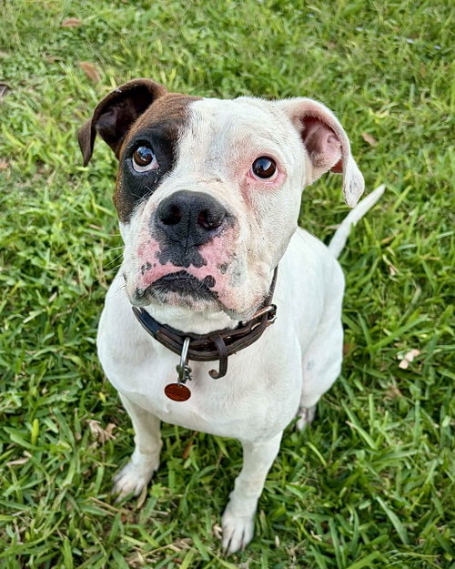 Eli, an adoptable Boxer in Monticello, NJ