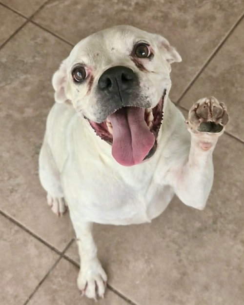 picture of the dog needing adoption