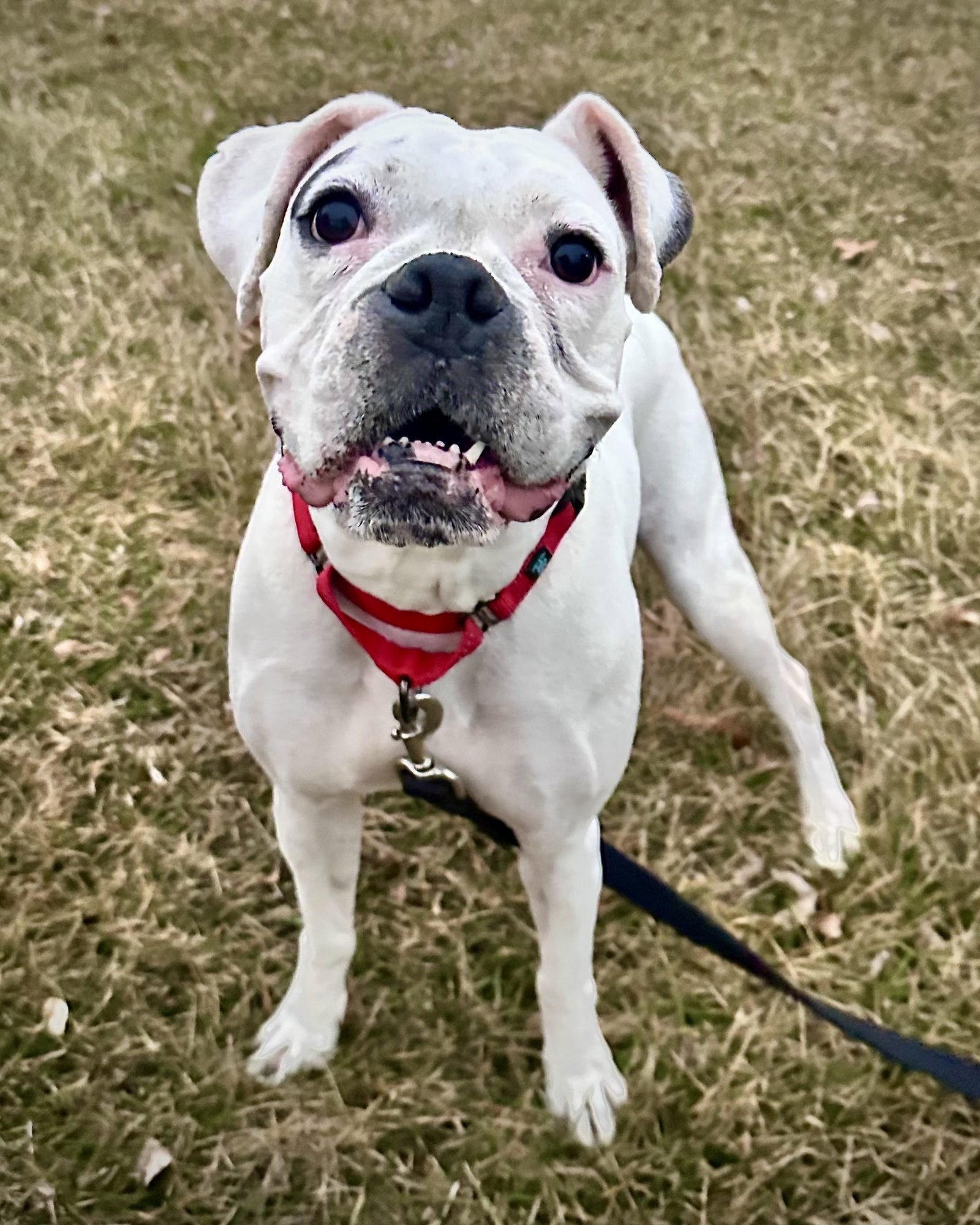Bonded - Daisy