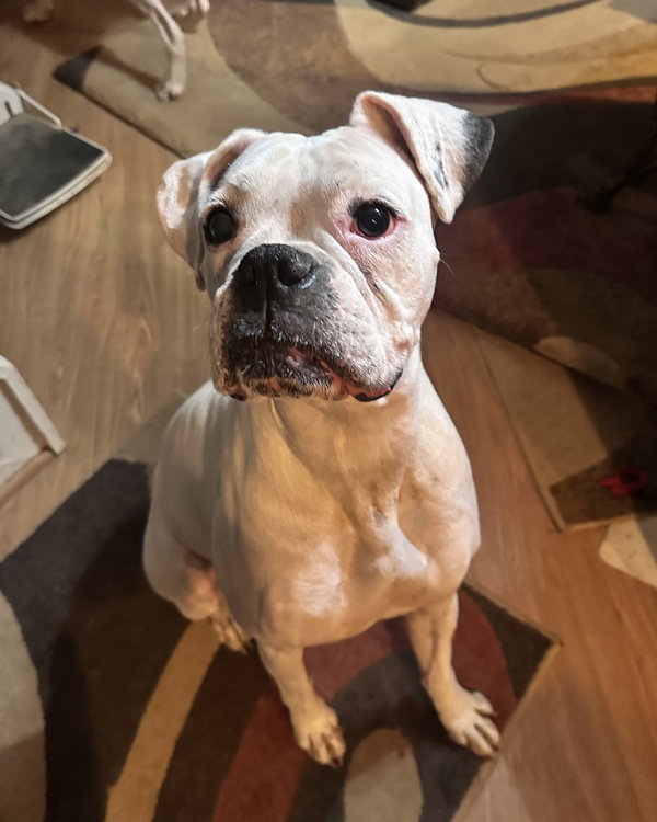 Bonded - Daisy