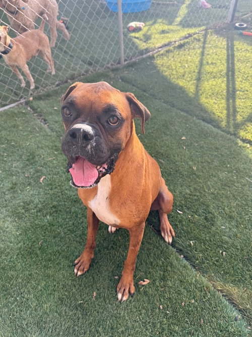 Manhattan, an adoptable Boxer in Monticello, NJ