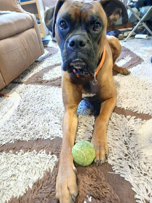 Buddy, an adoptable Boxer in Monticello, NJ