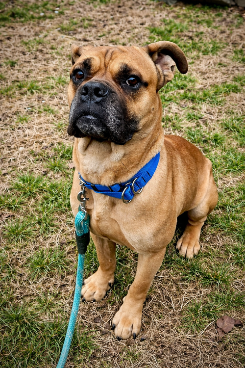 Rocco, an adoptable Boxer in Monticello, NJ