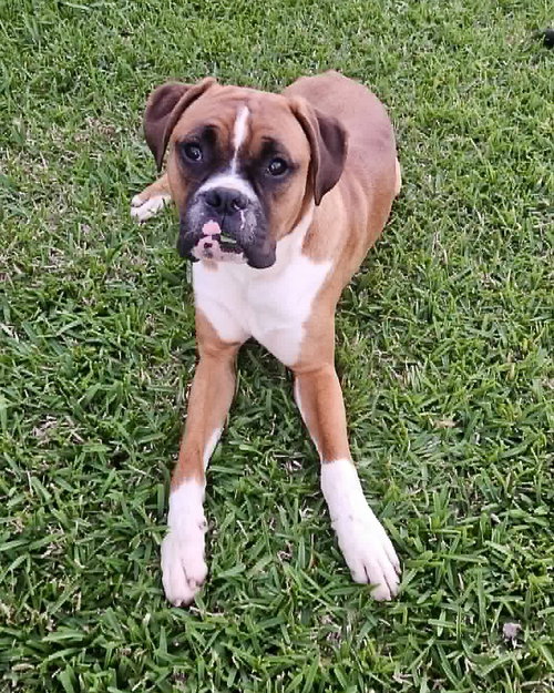 Guppie, an adoptable Boxer in Monticello, NJ