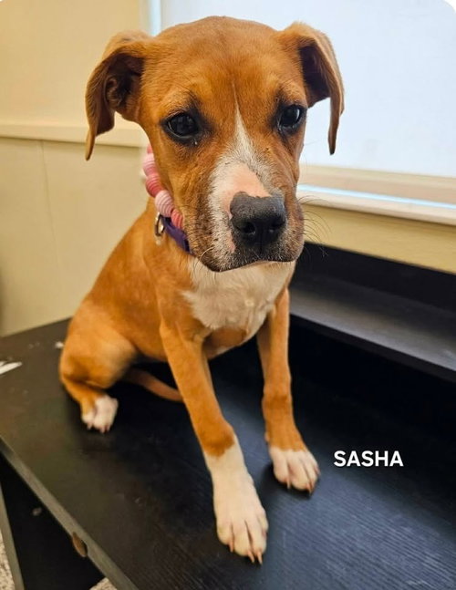 picture of the dog needing adoption