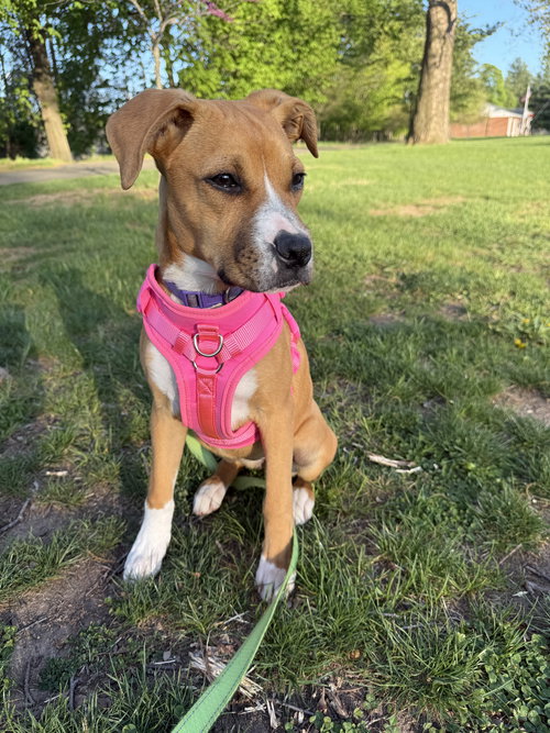 Sasha, an adoptable Boxer in Monticello, NJ