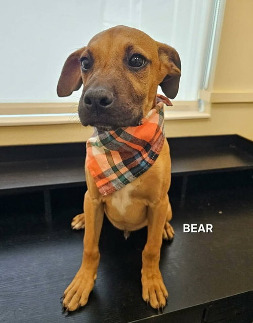 picture of the dog needing adoption