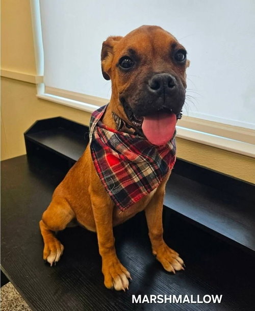 picture of the dog needing adoption