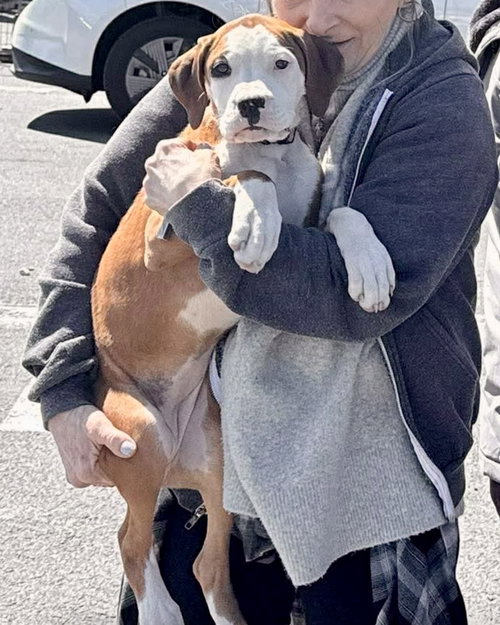 Litter - Allium, an adoptable Boxer in Monticello, NJ