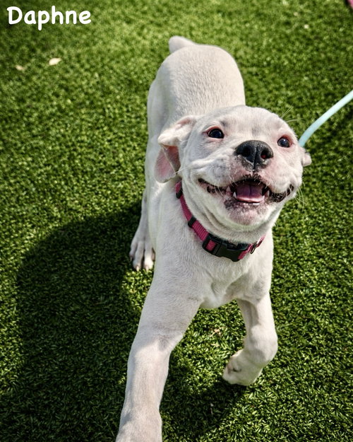 Litter - Daphne, an adoptable Boxer in Monticello, NJ