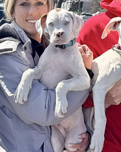 Litter - Bud, an adoptable Boxer in Monticello, NJ