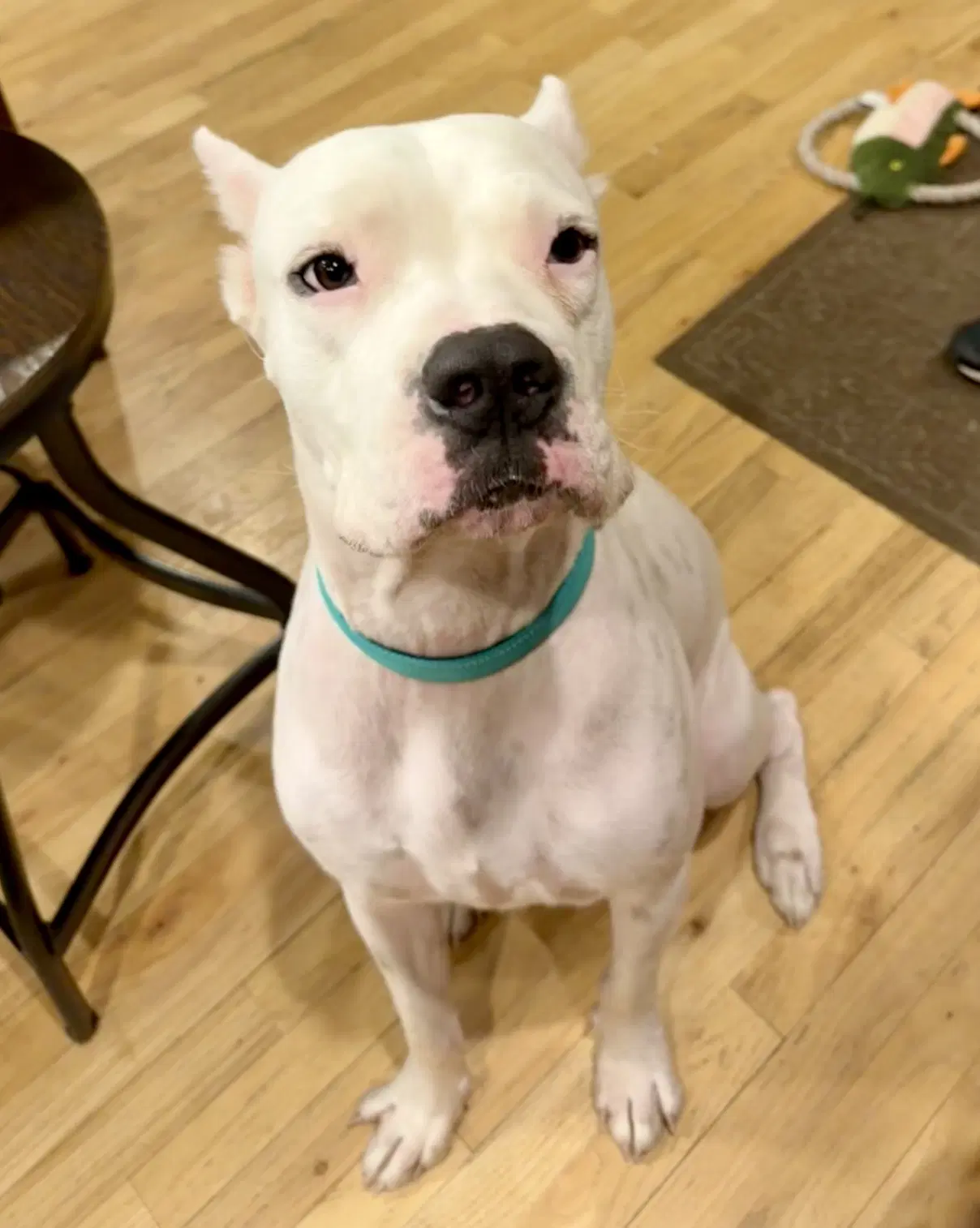 Travis - Dogo Argentino