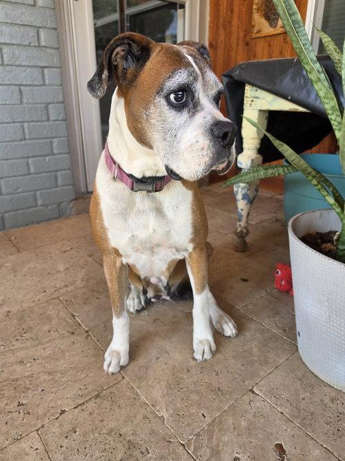 Gertie, an adoptable Boxer in Monticello, NJ