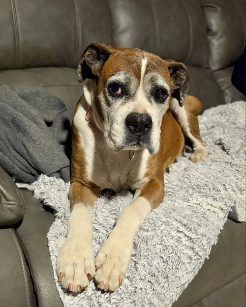 Gertie, photo 3