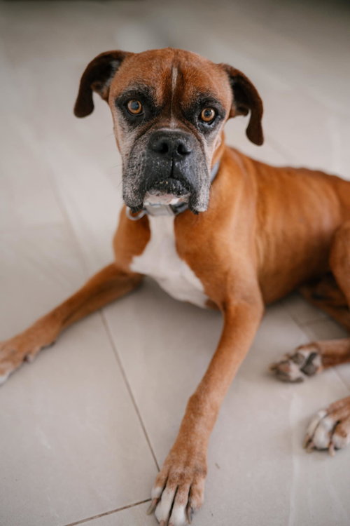 Bruno, an adoptable Boxer in Monticello, NJ