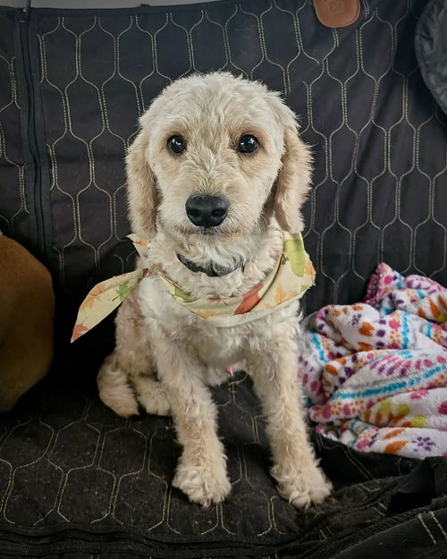 Toby, an adoptable Bichon Frise in Monticello, NJ