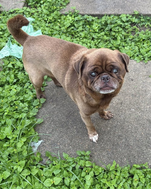 Nacho, an adoptable Pug in Monticello, NJ