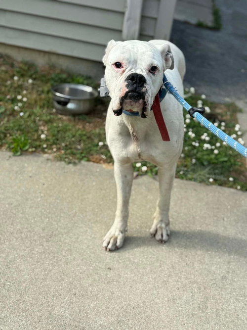 Pookie, an adoptable Boxer in Monticello, NJ