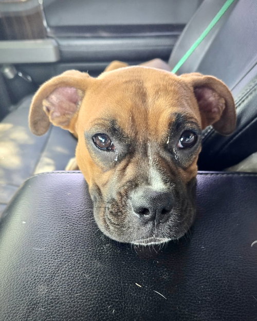 Everlee, an adoptable Boxer in Monticello, NJ