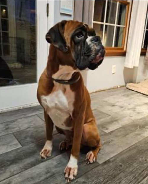 Big Bud, an adoptable Boxer in Monticello, NJ