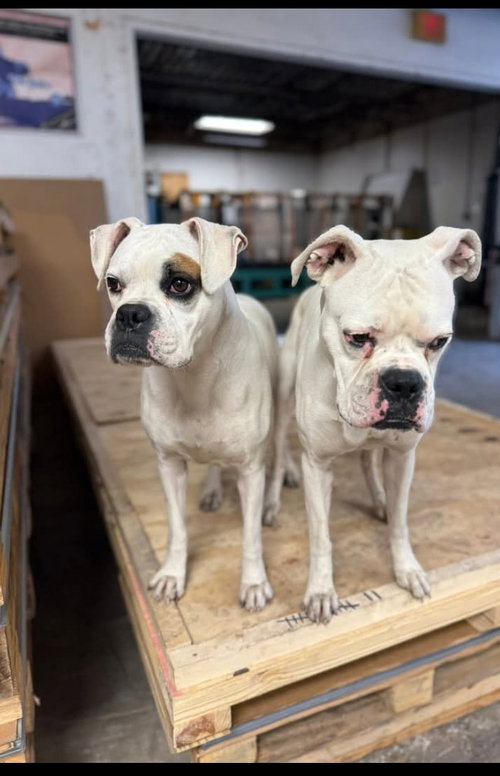 Nina and Nunzio, an adoptable Boxer in Monticello, NJ