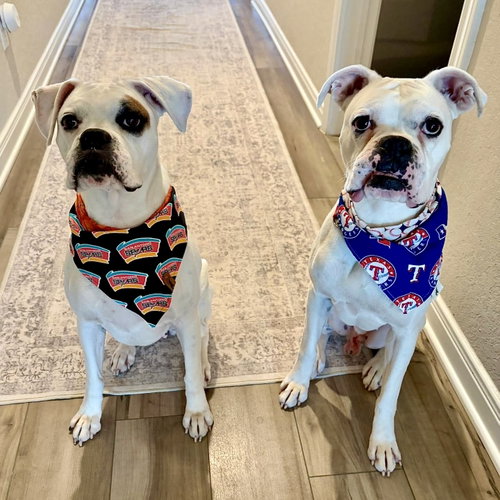 Nina and Nunzio, an adoptable Boxer in Monticello, NJ