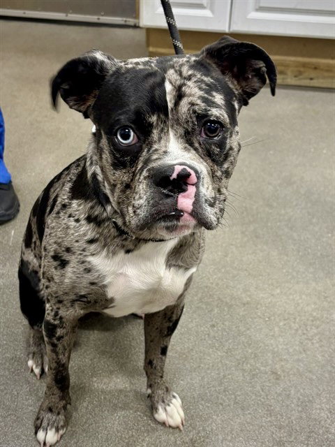 Martin, an adoptable Boxer in Monticello, NJ