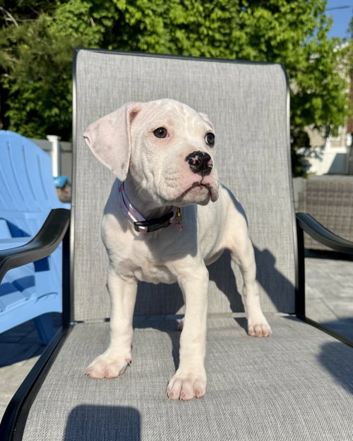 Veg Litter - Zucchini, an adoptable Boxer in Monticello, NJ