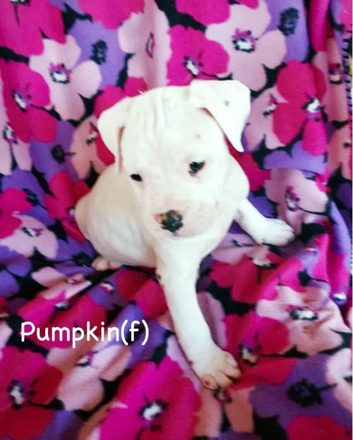 Veg Litter - Pumpkin, an adoptable Boxer in Monticello, NJ