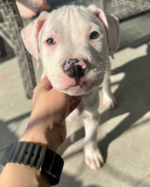 Veg Litter - Cauliflower, an adoptable Boxer in Monticello, NJ