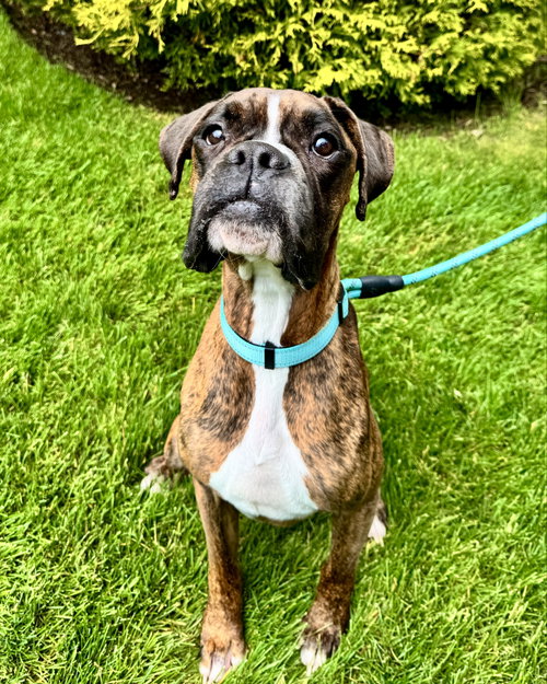 Reggie, an adoptable Boxer in Monticello, NJ