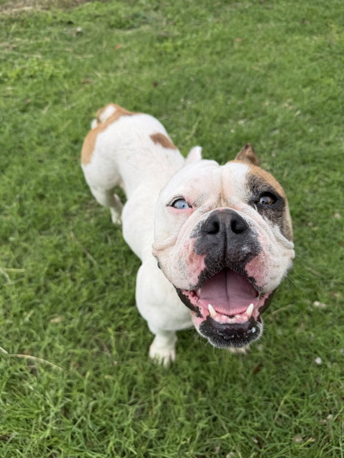 Maple, an adoptable English Bulldog in Monticello, NJ