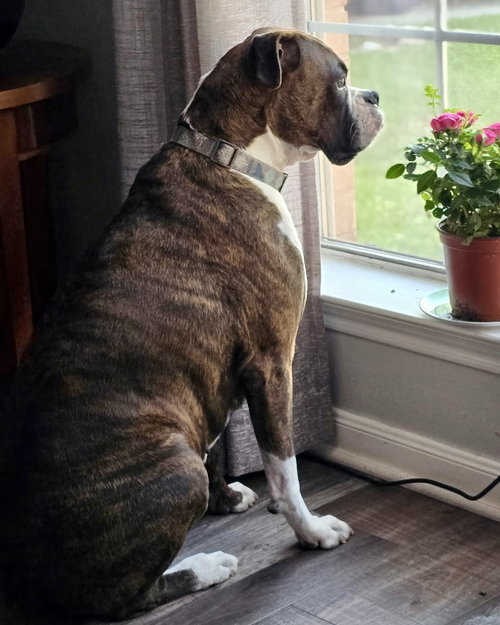 Bella Brindle, an adoptable Boxer in Monticello, NJ