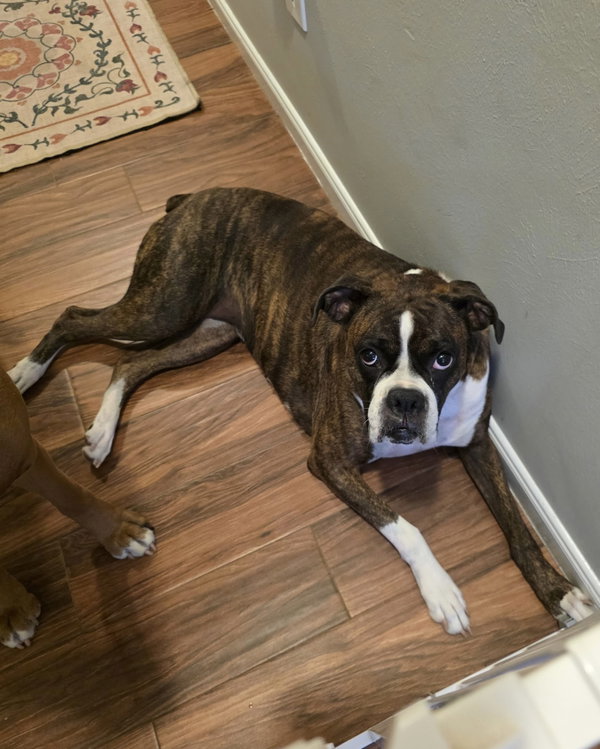 Bella Brindle