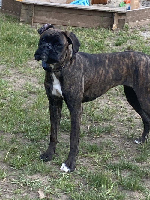 Layla, an adoptable Boxer in Monticello, NJ