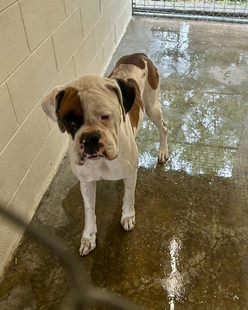 Summit, an adoptable Boxer in Monticello, NJ
