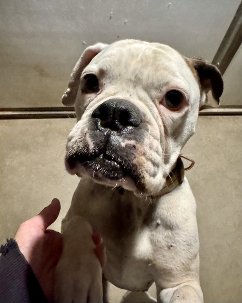 Sierra, an adoptable Unknown breed in Monticello, NJ