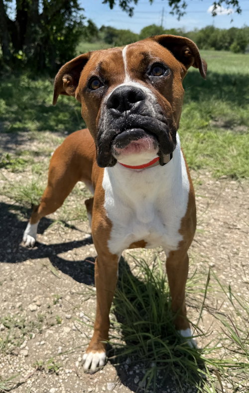 Bam, an adoptable Unknown breed in Monticello, NJ