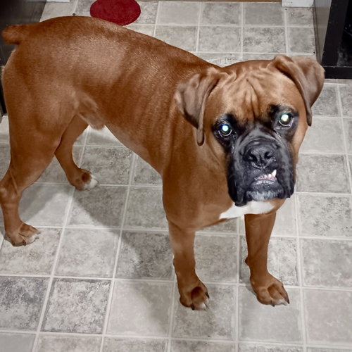 Tyson CT, an adoptable Boxer in Monticello, NJ