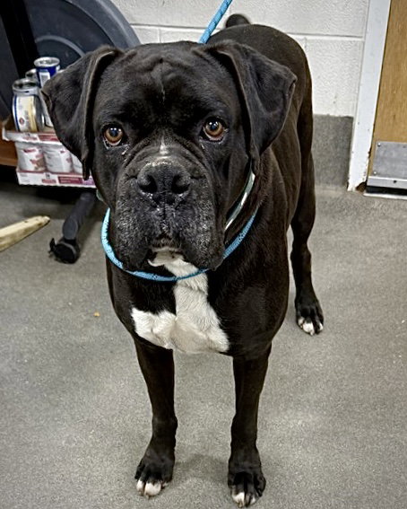 Tyson MD