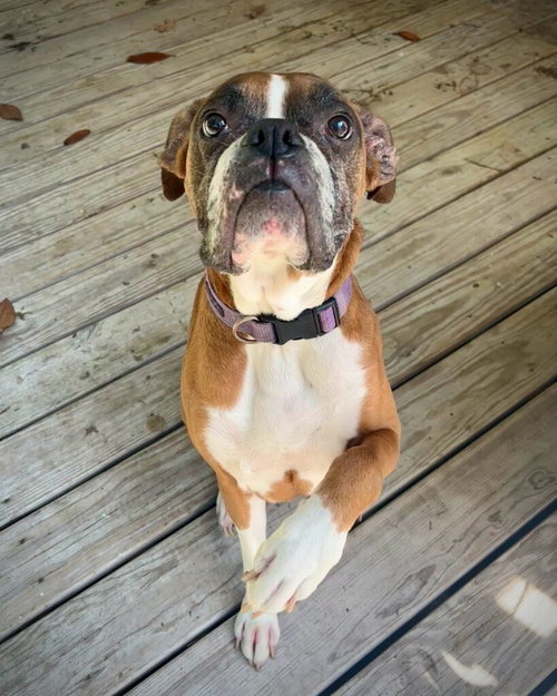 Tally, an adoptable Boxer in Monticello, NJ