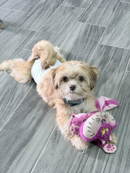 Peanut