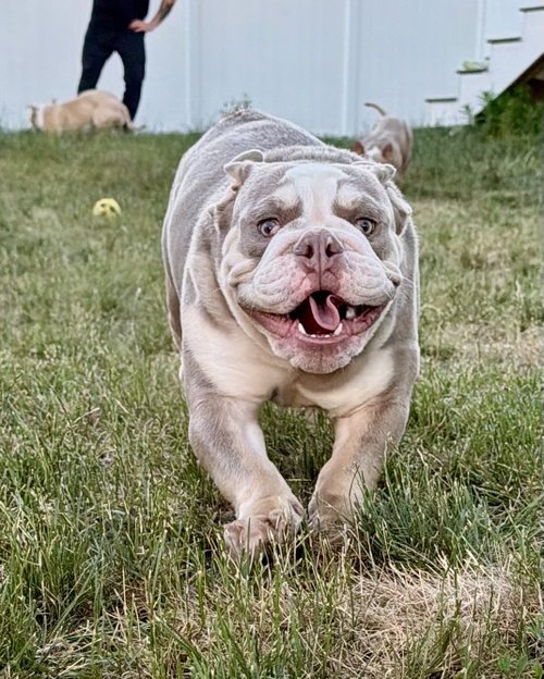 Buddha, an adoptable Unknown breed in Monticello, NJ