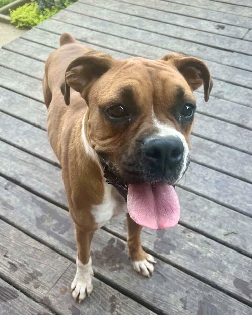 Vita, an adoptable Boxer in Monticello, NJ