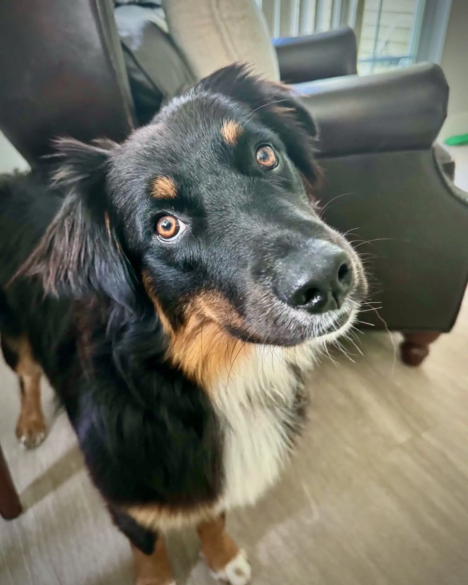 Fanta - Australian Shepherd