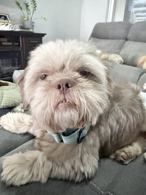 Little Willie, an adoptable Shih Tzu in Monticello, NJ