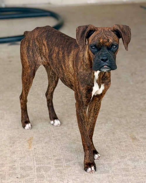 Piper, an adoptable Boxer in Monticello, NJ